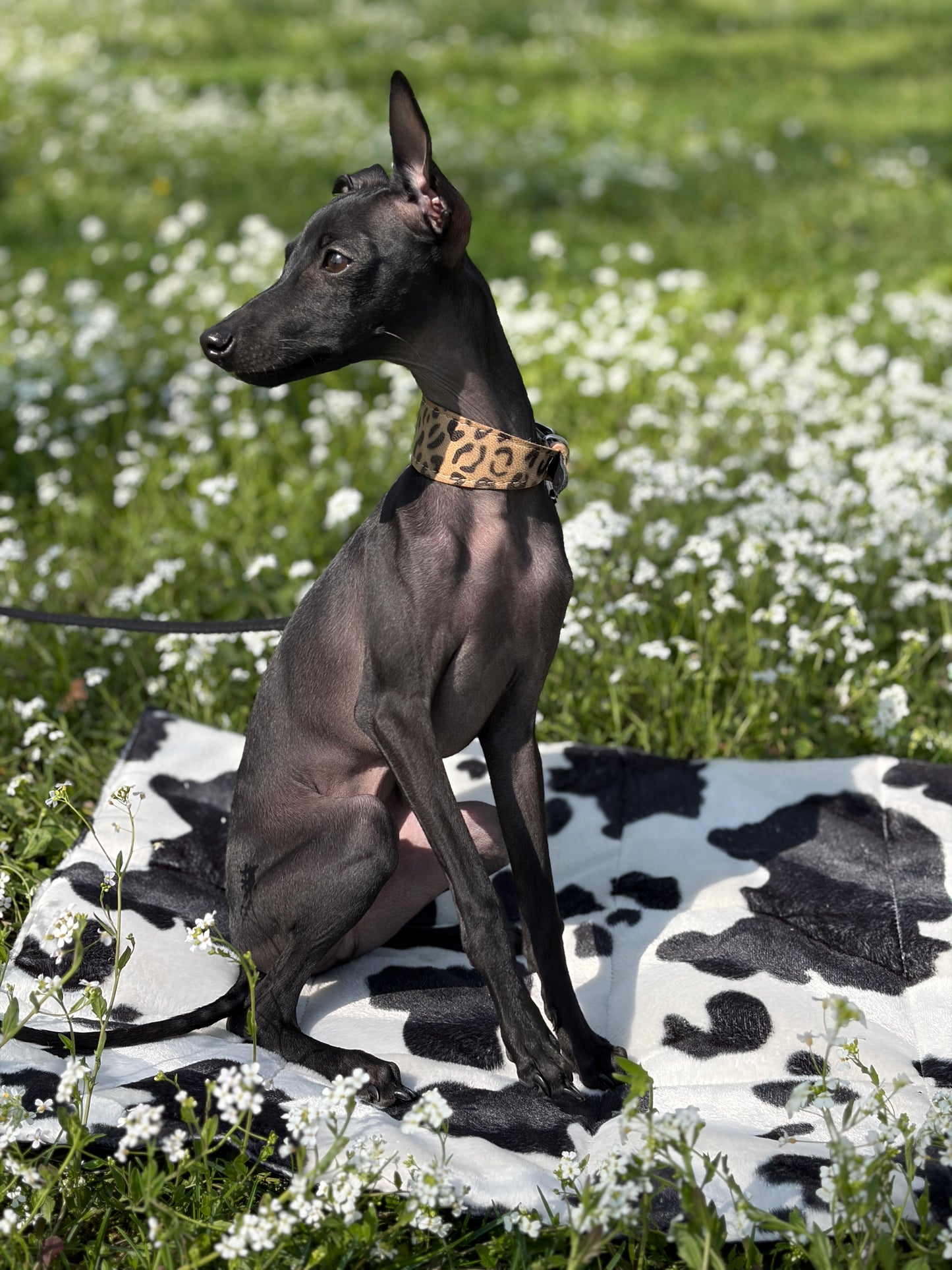 Mata podróżna Black Cow