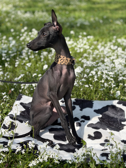 Mata podróżna Black Cow